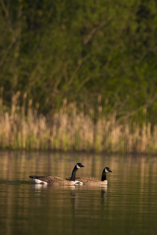 Canadian Geese On Lake Sammamish